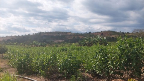 Cần bán lô đẩt 1,3 ha tại xã Đạ Đờn,...