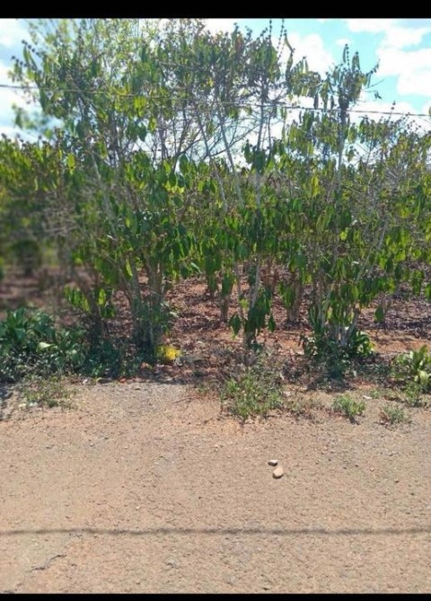 Cần bán 1 ha cà phê tại thôn 5 xã Lộc...