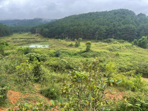 Cần bán gấp 5 hecta đất Mặt Tiền Đường...