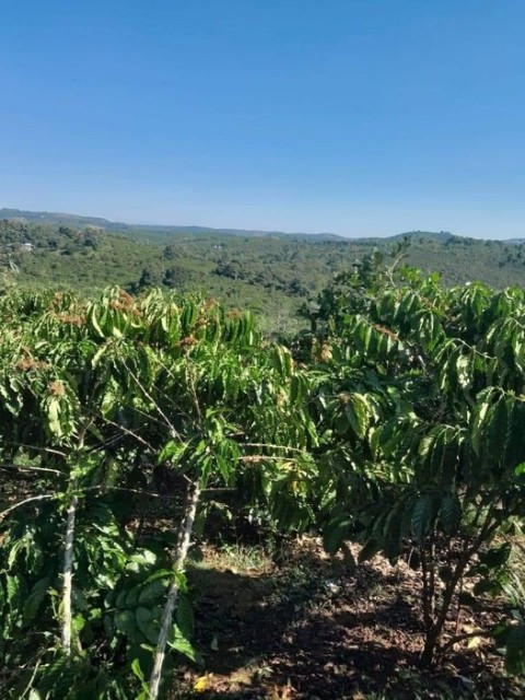 Bán đất vườn cafe đẹp tại xã Lộc Đức...