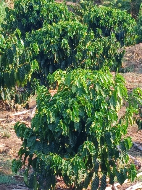 Cần bán đất tại Hoài Đức, Lâm Hà Lâm...