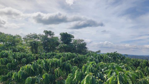 Chính chủ cần bán 6.5 sào đất cà phê tại...