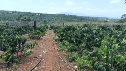 Cần bán diện tích 1.3 hec 300tr /1 sào ...