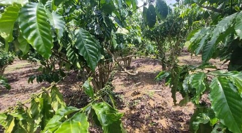 Bán vườn 8,2.sào tại thôn 2 xã...