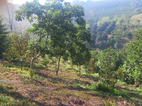 Bán đất nền Thôn 10A - Xã Lộc...