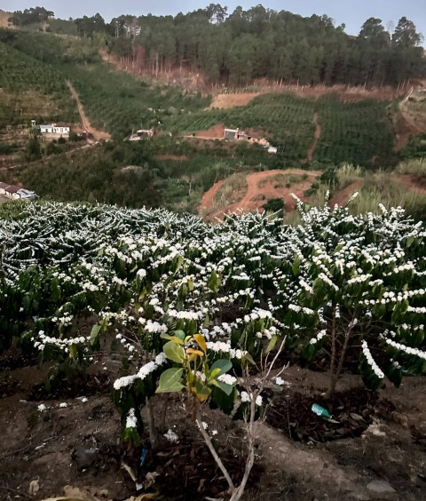 Cần bán lô đất 1.3ha tại xã Phi Tô, Lâm...