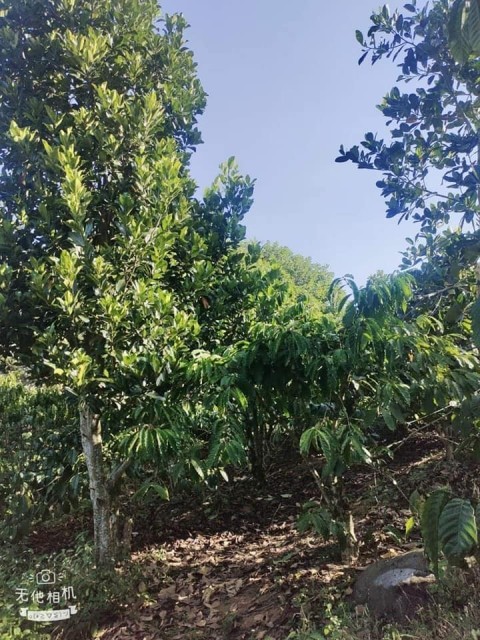 Chủ cần bán gấp 1ha đất Xã Lộc Đức, Bảo...