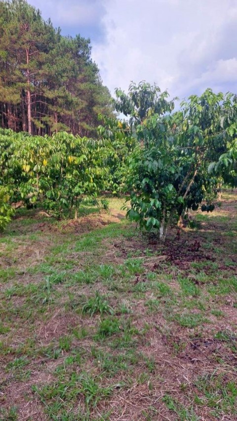 Bánh nhanh 5 sào đất tại Xã B&#8217;Lá,...