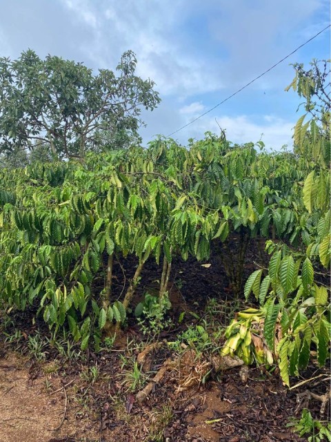 Cần bán 9 sào đất vườn xã Hoà Ninh, H....