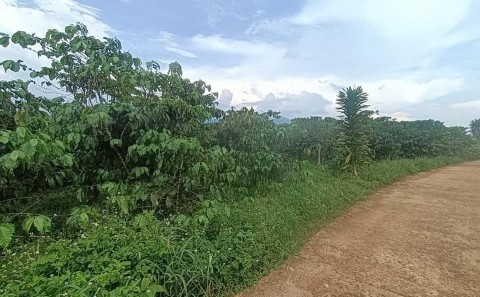 Chủ già yếu k chăm được vườn nên cần ra...