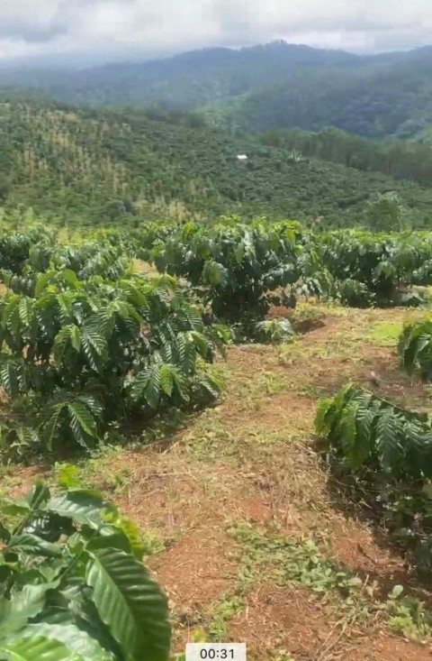 Bán 1.héc.6 sổ đỏ Xã Lộc Phú, Bảo Lâm,...