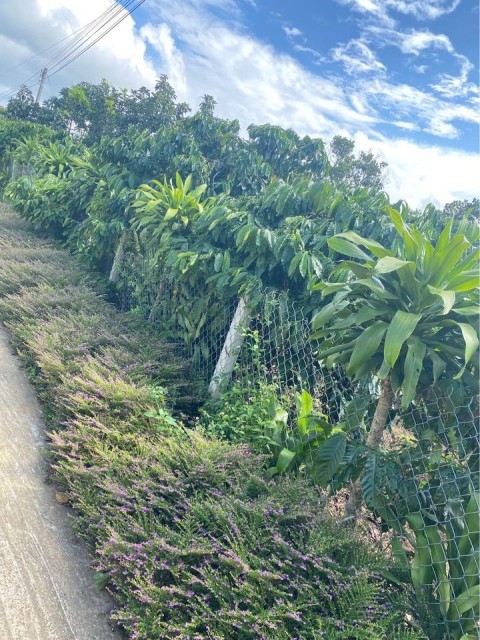 Bán đất xã Hoà ninh giáp Tân lạc  cách...