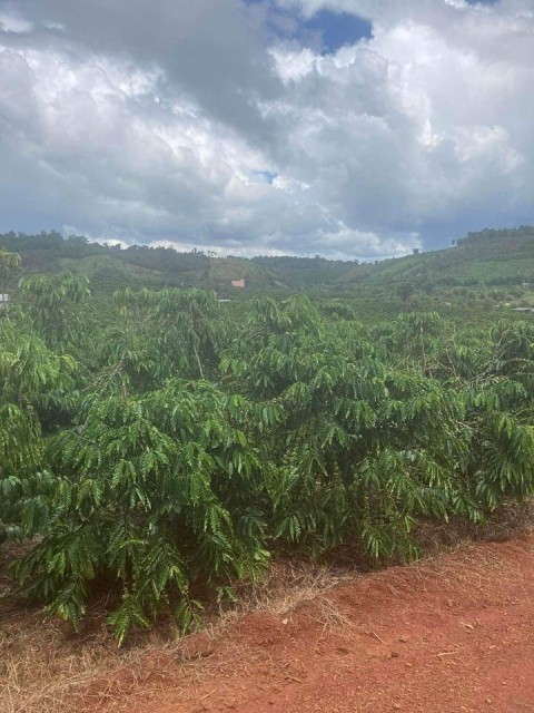 LỘC BẢO - BÁN LÔ ĐẤT ĐỊA HÌNH ĐẸP - 3...