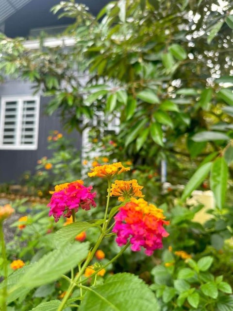 Bán nhà vườn 2000m2 giá rẻ tại thị trấn...