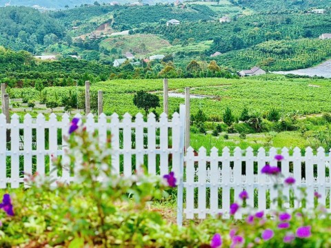 [HOT] Đất đẹp view đồi thông giá 590...