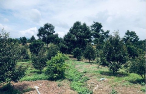 BÁN 545 M2 ĐẤT ĐẸP, BETONG OTO VÀO, TÂN...