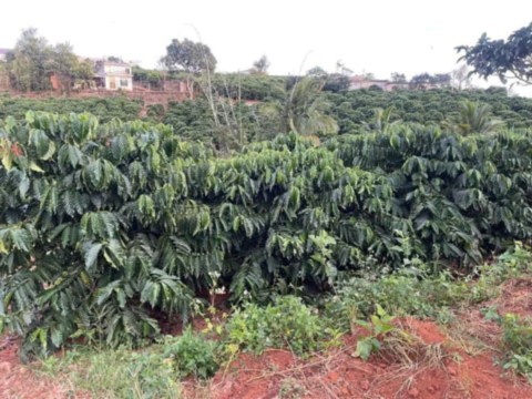 1300m2 đất sào ngang 100m đang trồng...