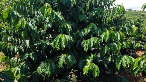 CẦN BÁN ĐẤT VƯỜN Ở TÂN THANH RỘNG 4 HÉC