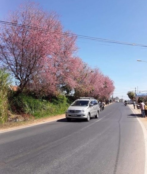 BÁN ĐẤT XUÂN THỌ VIEW HOA ANH ĐÀO VÀ...