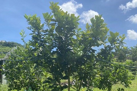 BÁN LÔ ĐẤT GIÁP SUỐI GIÁ CHỈ 300...