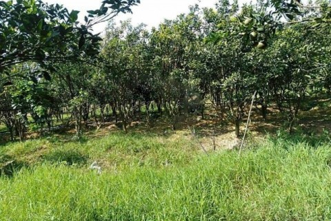 BÁN LÔ ĐẤT THÔN 9 ĐẠI LÀO, TP BẢO LỘC,...