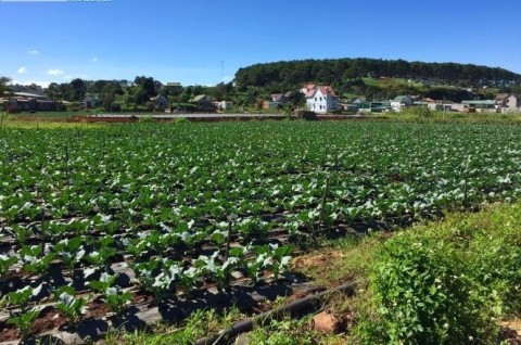 Cần tiền nên bán mảnh đất diện tích...