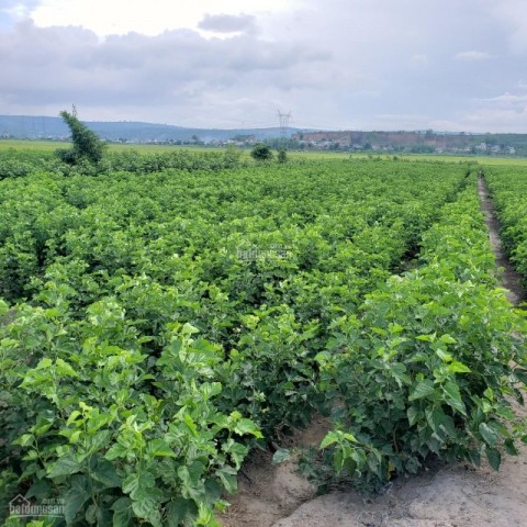CẦN BÁN GẤP LÔ ĐẤT ĐẸP BẰNG PHẲNG TẠI...