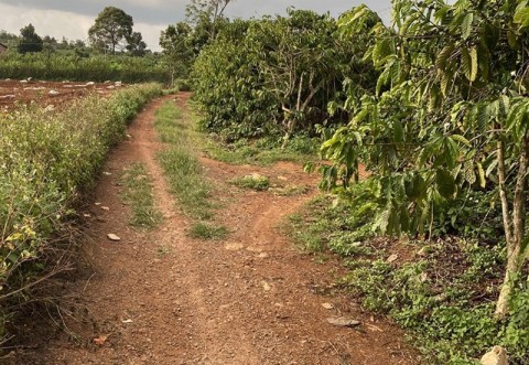 CẦN BÁN NHANH MẢNH ĐẤT TẠI TÂN HÀ GIÁ RẺ