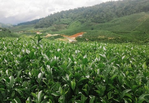 CẦN TIỀN BÁN GẤP ĐỒI TRÀ Ô LONG, CÓ ĐẤT...