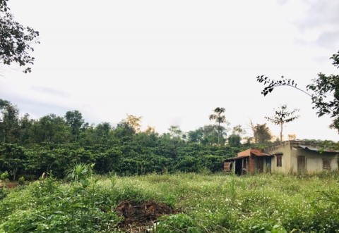 ĐẤT VƯỜN CẦN BÁN GẤP, DIỆN TÍCH 2,3 HA...