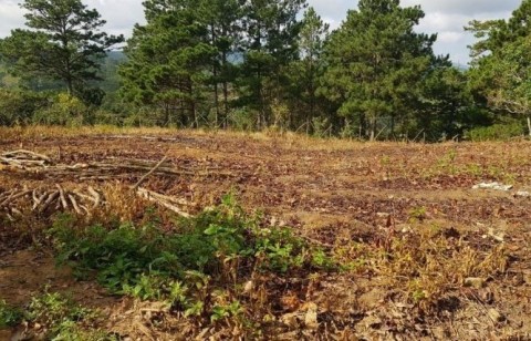 HIỆN CÓ 5 NỀN ĐẤT NÔNG NGHIỆP SỔ ĐỎ...