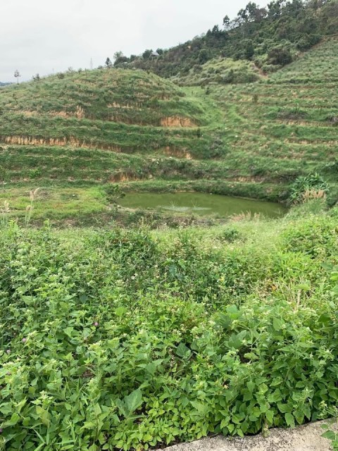 Do tuổi già sức yếu nên tôi cần bán 11ha...