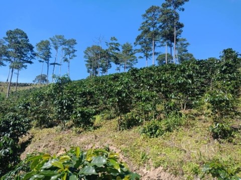 CẦN BÁN NHANH LÔ ĐẤT TẠI XUÂN THỌ -...