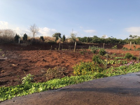 Đất Nghĩ Dưỡng TT Nam Ban 870tr Nguyên...