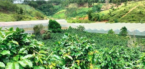 Bán đất vườn sổ riêng xã Đạ Sar