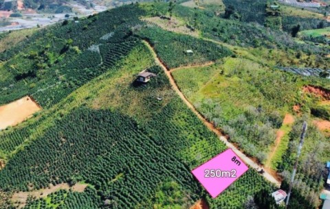 Đất thổ cư tại Đạ Sar - Lạc Dương - Lâm...