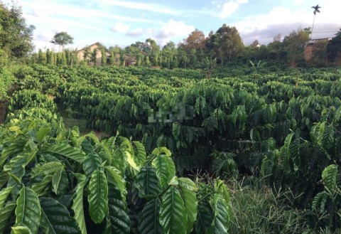 Bán gấp đất vườn - nhà - Gia Hiệp: - DT...