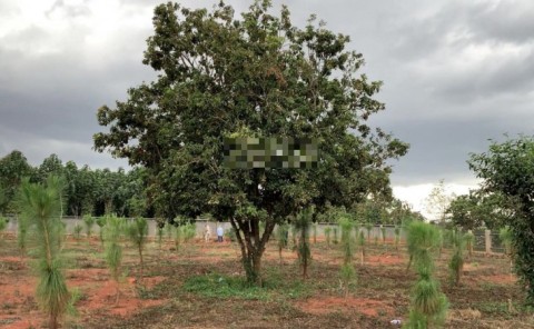 CC bán đất DT 5200m2, thôn 7 xã Gia...