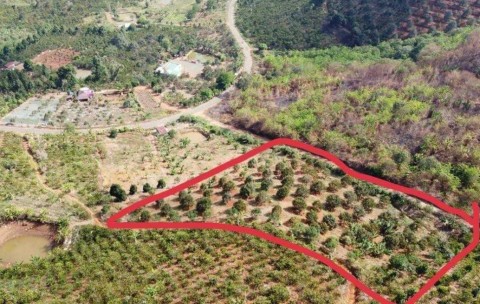 Kẹt tiền cần bán 7 sào sầu riêng xã Tân...