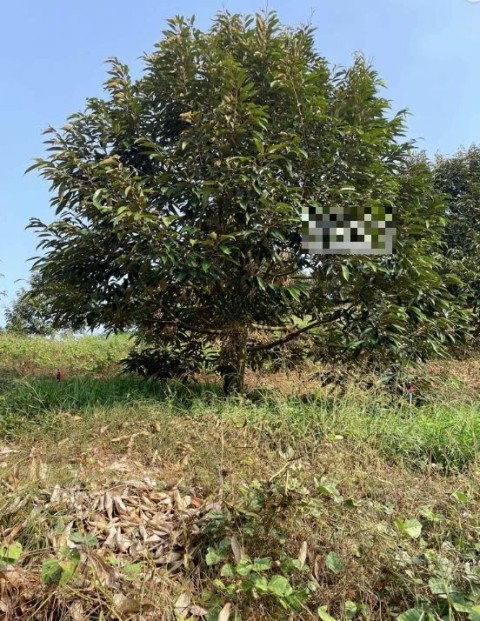 Cần bán Vườn Sầu Riêng 4.7 Héc Đã Cho...