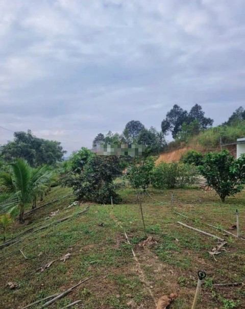 Bán đất nhà yến gần 3 ha giá siêu rẻ tại...