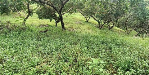 cần bán mảnh vườn với DT 2 ha 9 bám...