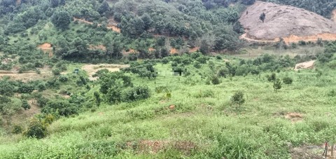 Bán vườn trồng điều tại xã Nam Ninh...