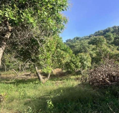 Cần bán gấp 19 ha đất tại xã Tiên Hoàng...