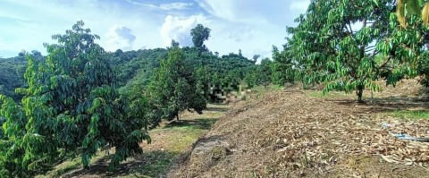 Bán đất vườn sầu riêng chuẩn bị thu tại...