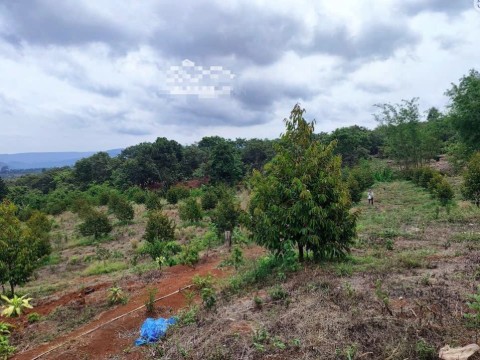 Cần bán vườn sầu riêng 2 năm tuổi DH94,...