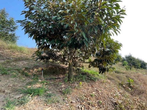 Cần bán mảnh vườn Rẫy sầu riêng năm thứ...