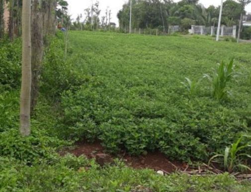 ban gap 5x48m co 50m2 tc duong nhua 8m xa da bac cach duong chinh da bac 250m gia 650tr