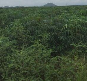ban 500m2 so do chinh chu 850tr binh chau xuyen moc brvt