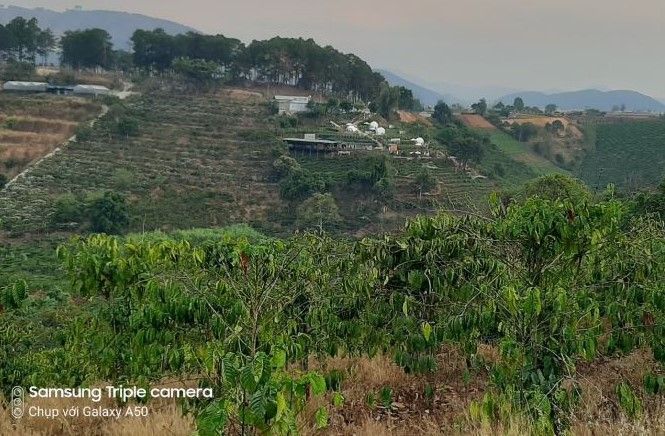 ban lo dat 1 1 hecta view doi nui cuc dep xa ta nung da lat